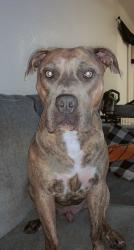Lost Male Dog last seen Division street, Portland, OR 97216