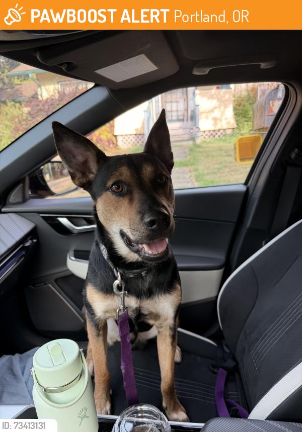 Found/Stray Male Dog last seen SE MLK and Hawthorne, Portland, OR 97214