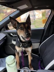 Found/Stray Male Dog last seen SE MLK and Hawthorne, Portland, OR 97214