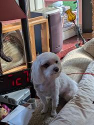 Lost Female Dog last seen Near Park Drive Aliquippa pa 15001, Valencia, PA 16059
