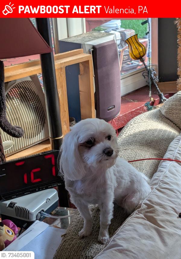 Lost Female Dog last seen Near Park Drive Aliquippa pa 15001, Valencia, PA 16059