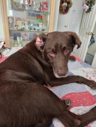 Lost Male Dog last seen Twilight, Port St. Lucie, FL 34983