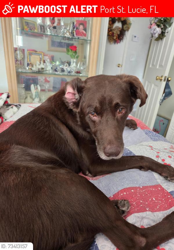 Lost Male Dog last seen Twilight, Port St. Lucie, FL 34983