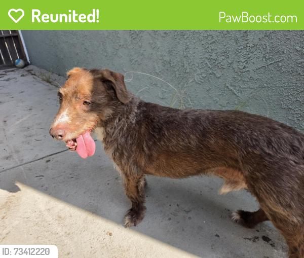 Reunited Male Dog last seen W 171st St & Elgar Ave, Torrance, CA 90504, USA, Torrance, CA 90504