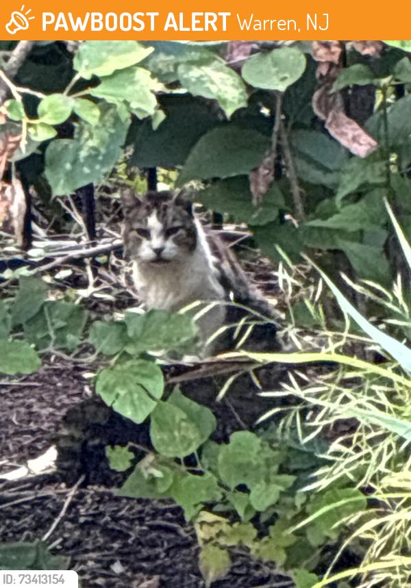 Found/Stray Unknown Cat last seen Geiger and North, Warren, NJ 07059