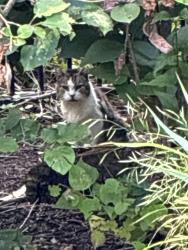 Found/Stray Unknown Cat last seen Geiger and North, Warren, NJ 07059