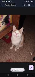 Lost Male Cat last seen 12th street, Greeley, CO 80631