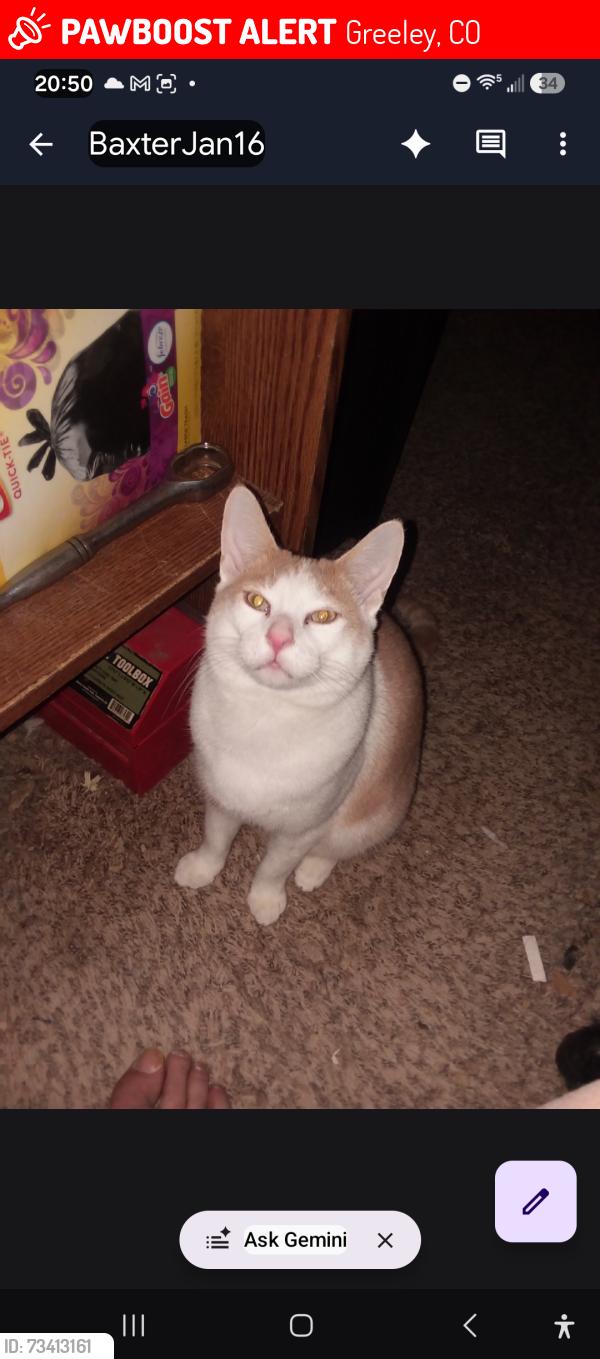 Lost Male Cat last seen 12th street, Greeley, CO 80631