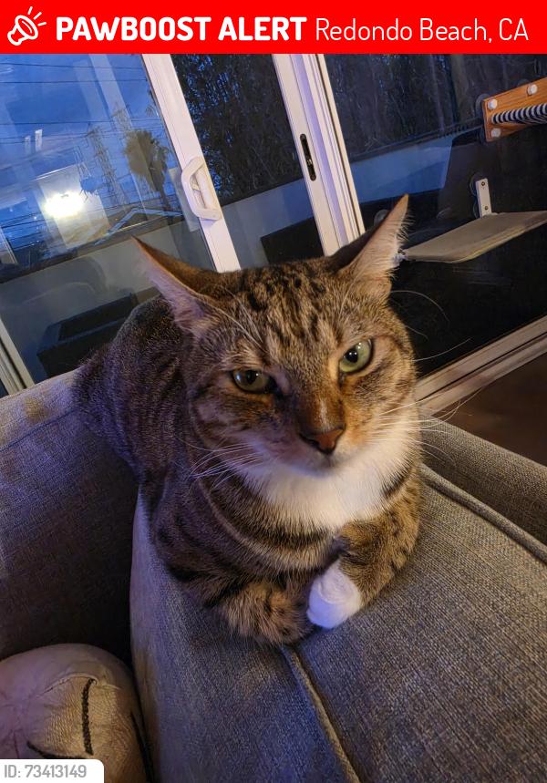 Lost Male Cat last seen Harkness and Van Horne, Redondo Beach, CA 90278
