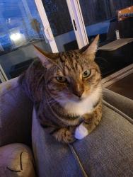 Lost Male Cat last seen Harkness and Van Horne, Redondo Beach, CA 90278
