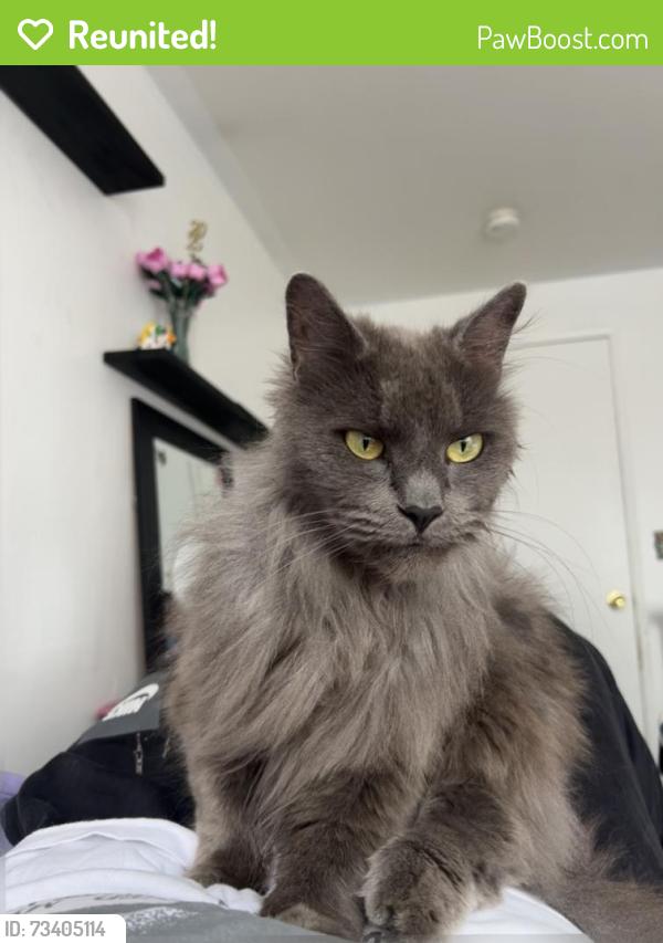 Reunited Male Cat last seen Swan creek park on Roosevelt avenue, Tacoma, WA 98404