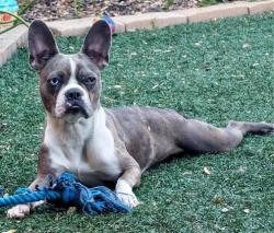 Reunited Female Dog last seen E Oak St, Scottsdale, AZ, USA, Scottsdale, AZ 85257
