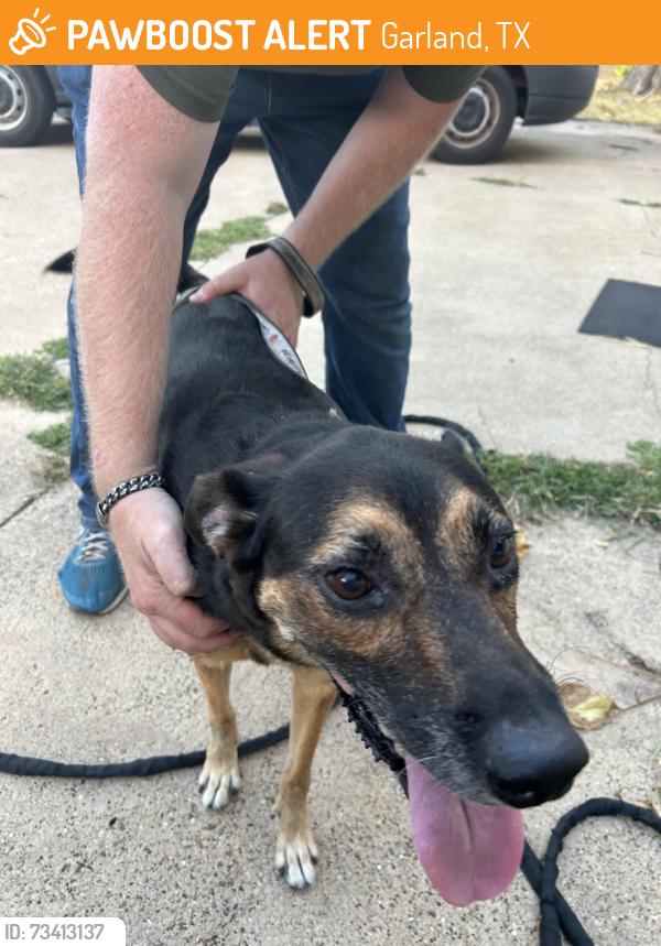 Found/Stray Female Dog last seen E Kenwood Dr & Urban St 75041, Garland, TX 75041