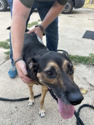 Found/Stray Female Dog last seen E Kenwood Dr & Urban St 75041, Garland, TX 75041