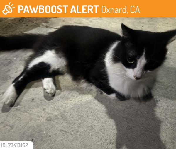 Found/Stray Unknown Cat last seen Corner of Wankel Way and Williams Dr, Oxnard, CA 93030