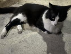 Found/Stray Unknown Cat last seen Corner of Wankel Way and Williams Dr, Oxnard, CA 93030
