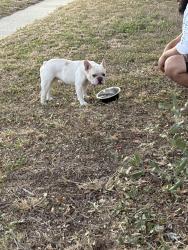 Reunited Male Dog last seen Tuloso-Midway high school, Corpus Christi, TX 78410