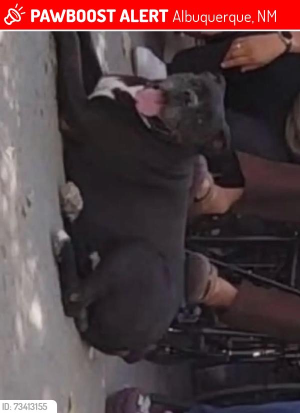 Lost Male Dog last seen Walter, Albuquerque, NM 87102