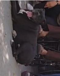 Lost Male Dog last seen Walter, Albuquerque, NM 87102