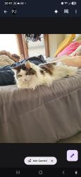 Lost Female Cat last seen 12th street, Greeley, CO 80631