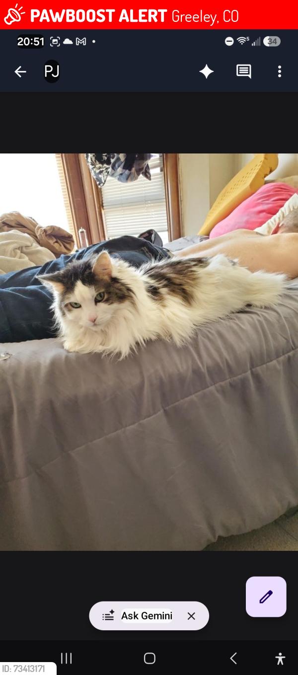 Lost Female Cat last seen 12th street, Greeley, CO 80631