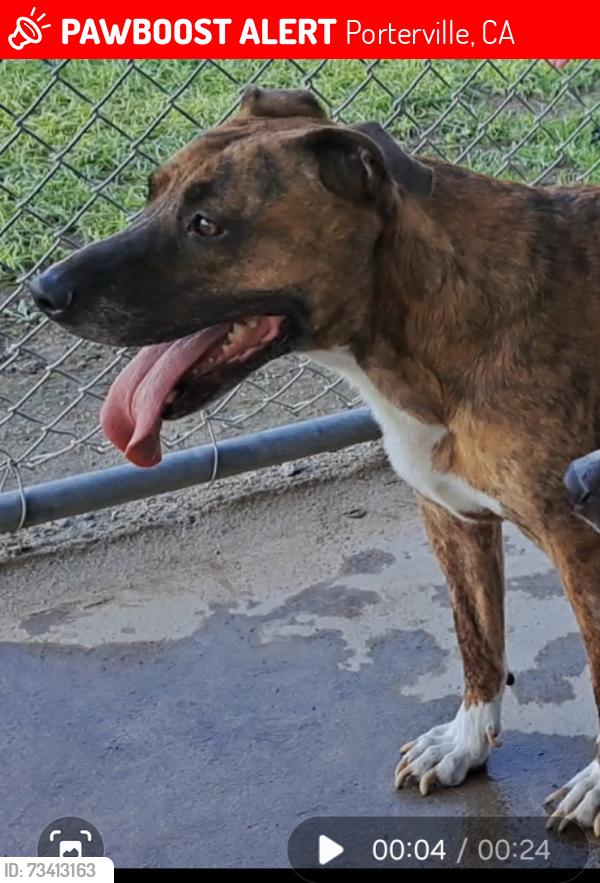 Lost Male Dog last seen Porterville college, Porterville, CA 93257