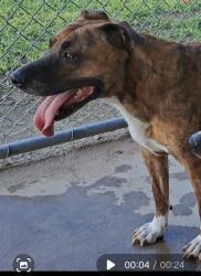 Lost Male Dog last seen Porterville college, Porterville, CA 93257