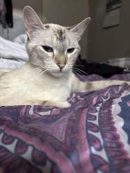 Lost Female Cat last seen Near W Nevada Dr, Denver, CO 80228