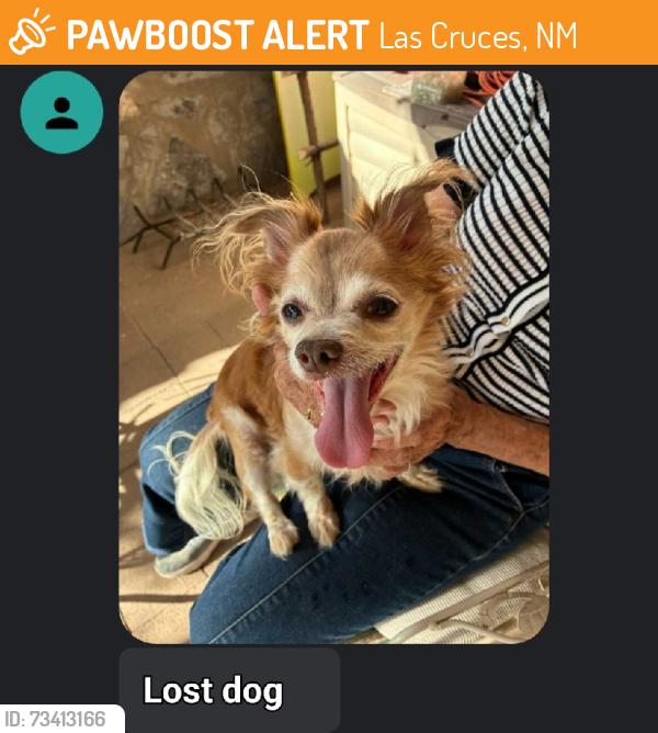 Found/Stray Male Dog last seen Missouri st. By the Connlee Elementary Scool, Las Cruces, NM 88001