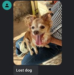 Found/Stray Male Dog last seen Missouri st. By the Connlee Elementary Scool, Las Cruces, NM 88001