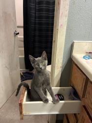Lost Male Cat last seen E Dunne and San Simeon, Morgan Hill, CA 95037