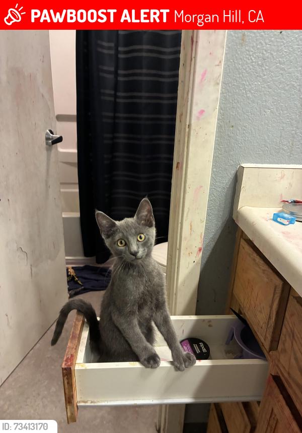 Lost Male Cat last seen E Dunne and San Simeon, Morgan Hill, CA 95037