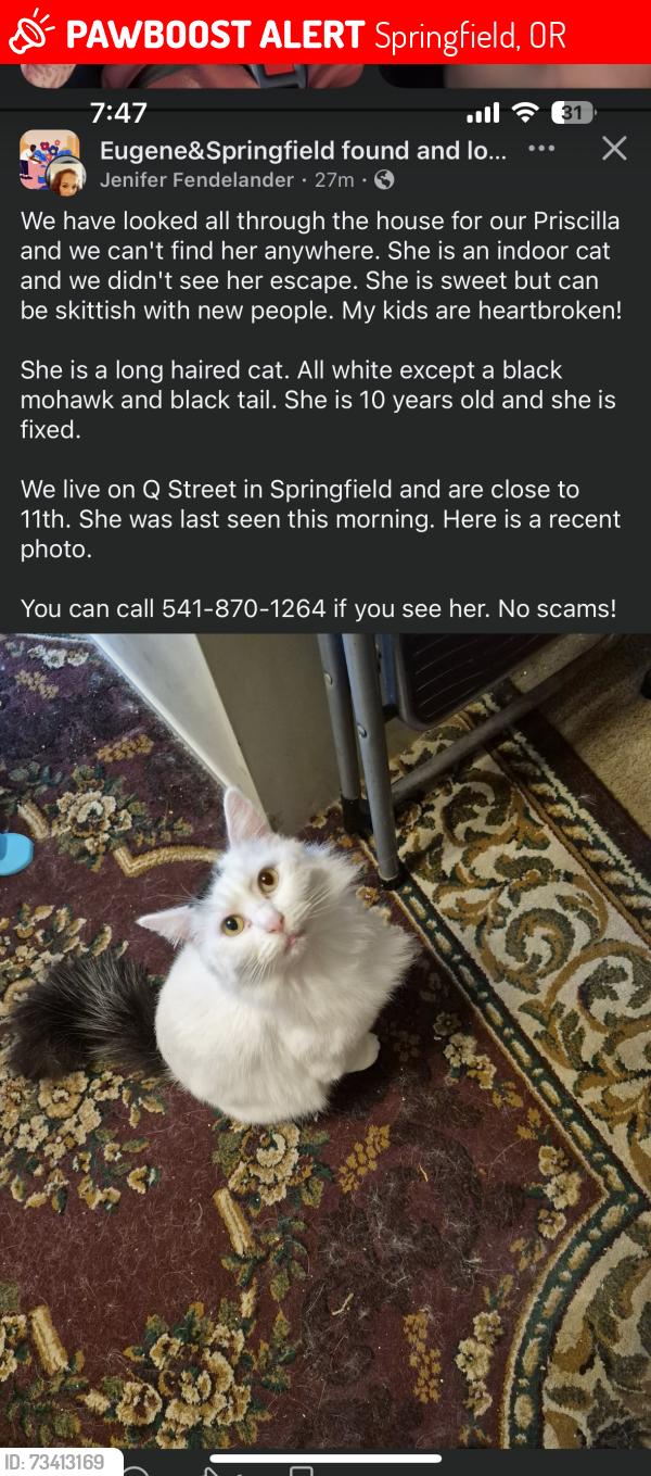 Lost Female Cat last seen 11th, Springfield, OR 97477