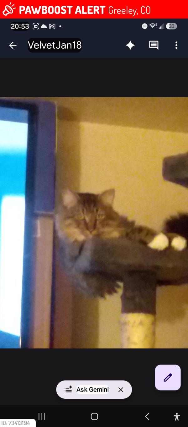 Lost Male Cat last seen 12th street, Greeley, CO 80631