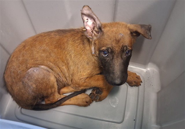 Shelter Stray Male Dog last seen , 216 W Victoria St, Gardena, CA 90248, USA