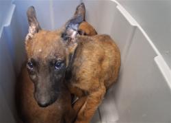 Shelter Stray Male Dog last seen , 216 W Victoria St, Gardena, CA 90248, USA