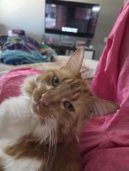 Reunited Male Cat last seen Newport and Murrieta Rd, Menifee, CA 92584