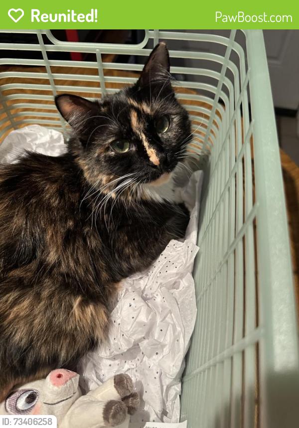 Reunited Female Cat last seen Menard and Fullerton, Chicago, IL 60639