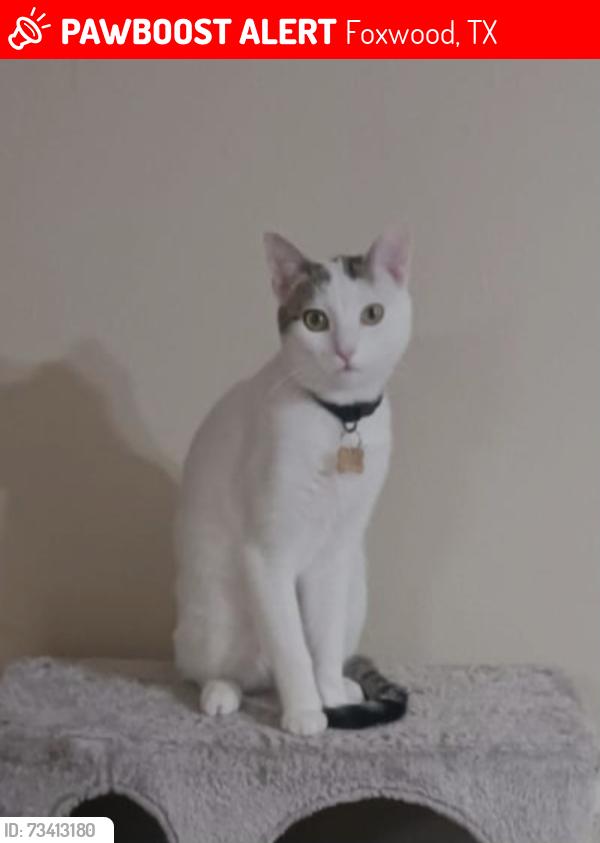 Lost Male Cat last seen Maple fox Dr. Humble tx, Foxwood, TX 77338