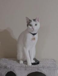 Lost Male Cat last seen Maple fox Dr. Humble tx, Foxwood, TX 77338