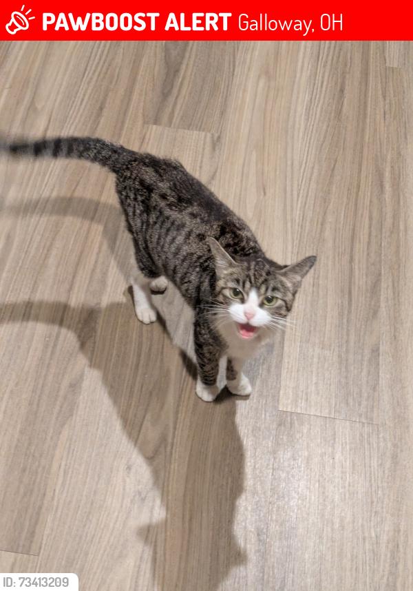 Lost Female Cat last seen Cross St is suncoast ct building 159 Apt 105, Galloway, OH 43119