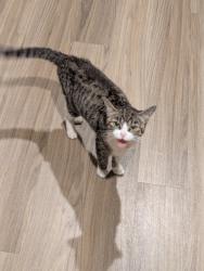 Lost Female Cat last seen Cross St is suncoast ct building 159 Apt 105, Galloway, OH 43119