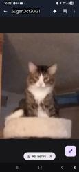 Lost Male Cat last seen 12th street, Greeley, CO 80631