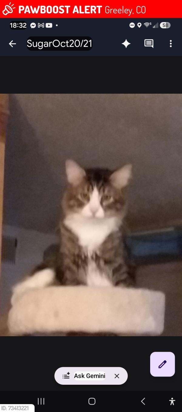 Lost Male Cat last seen 12th street, Greeley, CO 80631