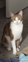 Reunited Female Cat last seen s on Balboa, Panama City, FL 32405