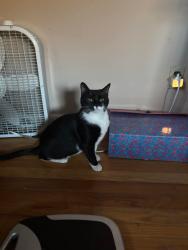 Lost Female Cat last seen Westervelt ave& richmons terrace, carroll st is my back st, Staten Island, NY 10301