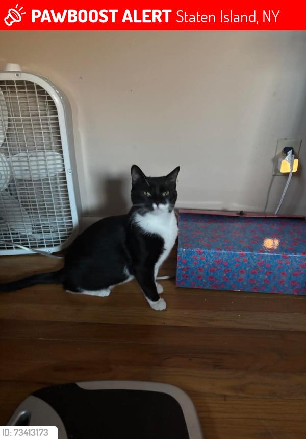 Lost Female Cat last seen Westervelt ave& richmons terrace, carroll st is my back st, Staten Island, NY 10301