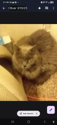 Lost Male Cat last seen 12th street, Greeley, CO 80631