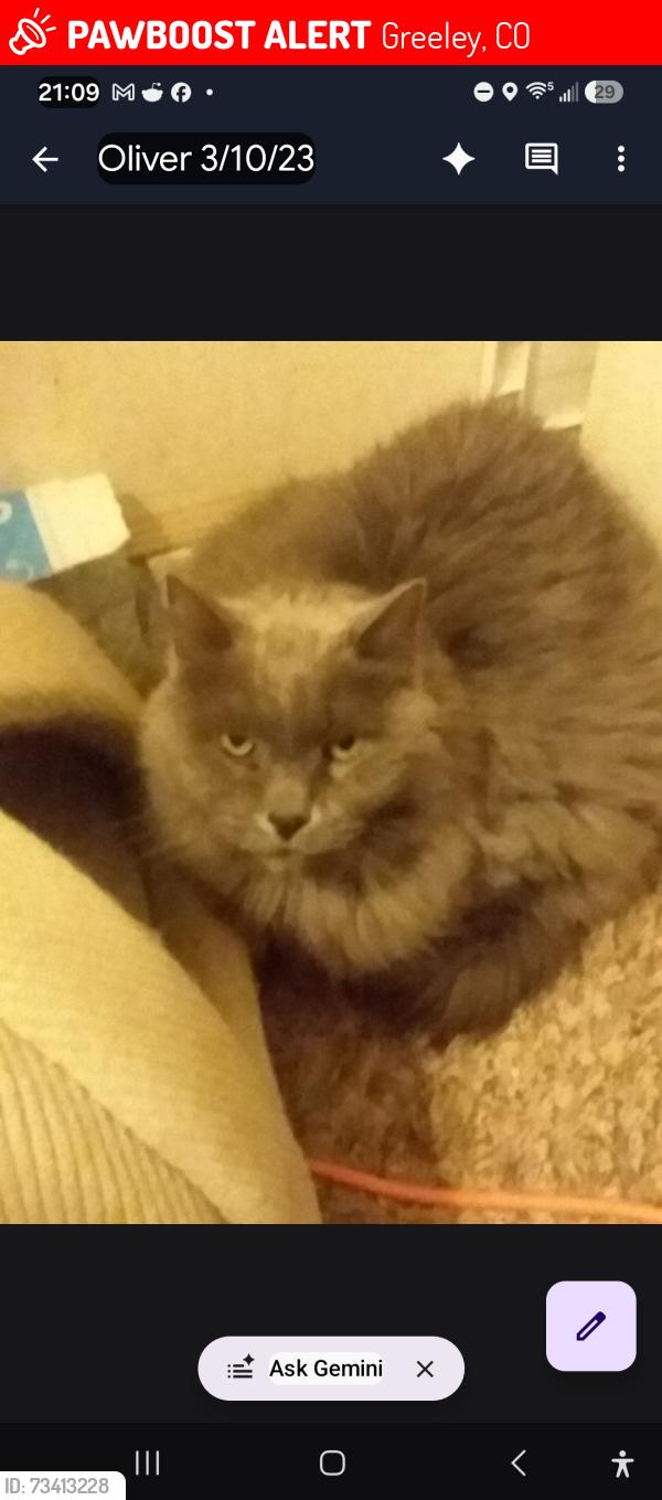 Lost Male Cat last seen 12th street, Greeley, CO 80631
