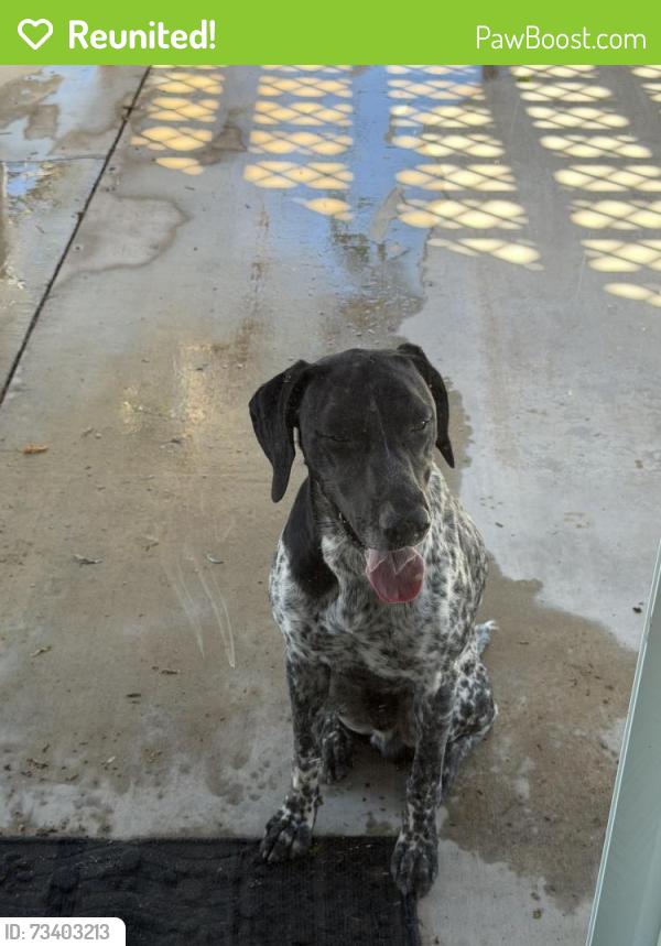 Reunited Male Dog last seen Cromdale / 11th, Hesperia, CA 92340